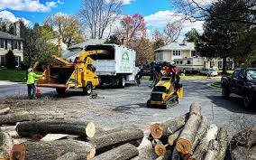 Best Root Management and Removal  in Pecos, TX