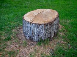 How Our Tree Care Process Works  in  Pecos, TX