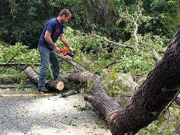 Best Tree Preservation Services  in Pecos, TX