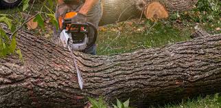 Best Leaf Removal  in Pecos, TX