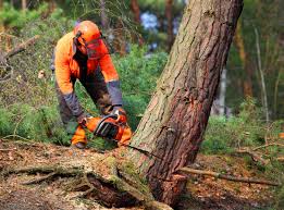 Best Pest Control for Lawns  in Pecos, TX