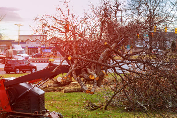 Best Utility Line Clearance  in Pecos, TX